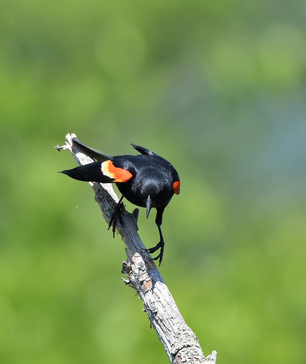 Red-winged Blackbird - ML620618304