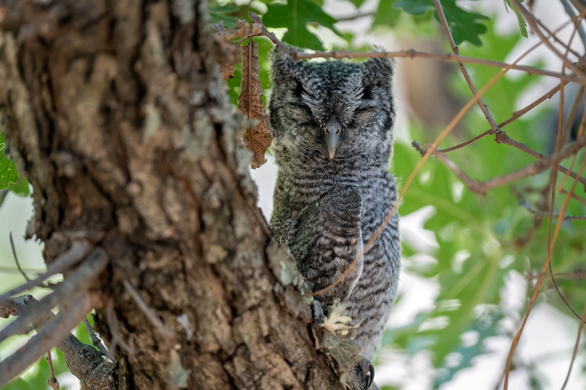 Western Screech-Owl - ML620618306