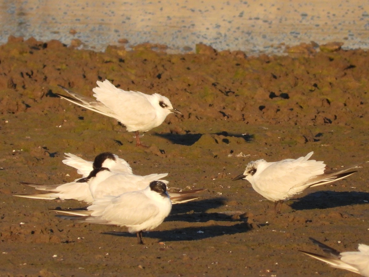 Australian Tern - ML620618308