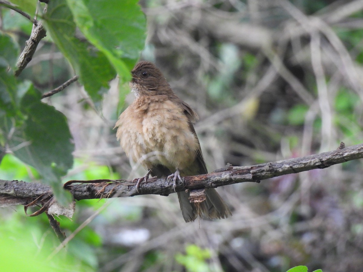 Clay-colored Thrush - ML620618312