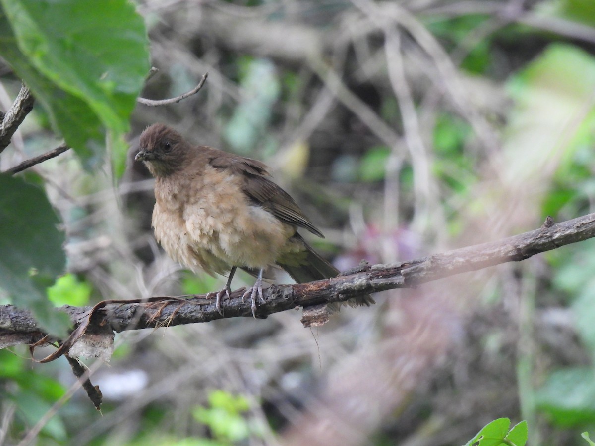 Clay-colored Thrush - ML620618314