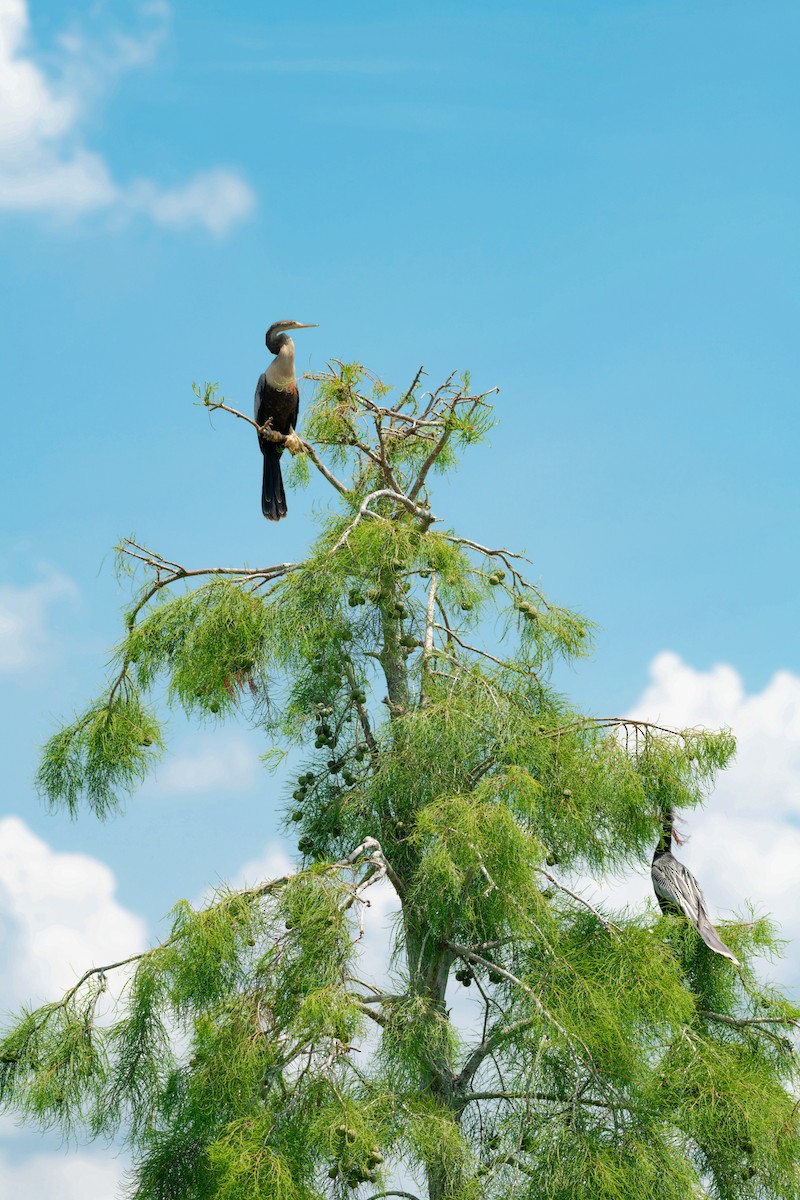 Anhinga Americana - ML620618315