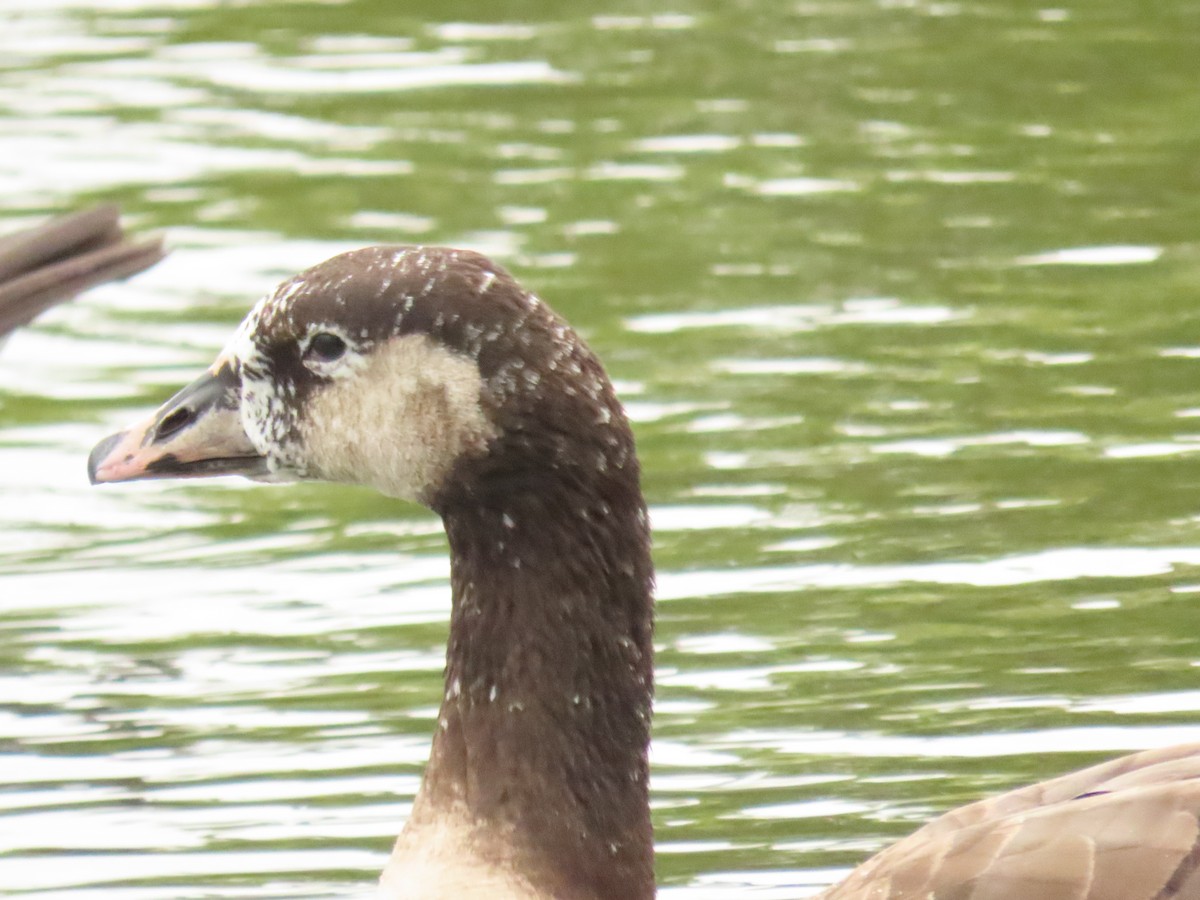 Domestic goose sp. (Domestic type) - Nancy Salem