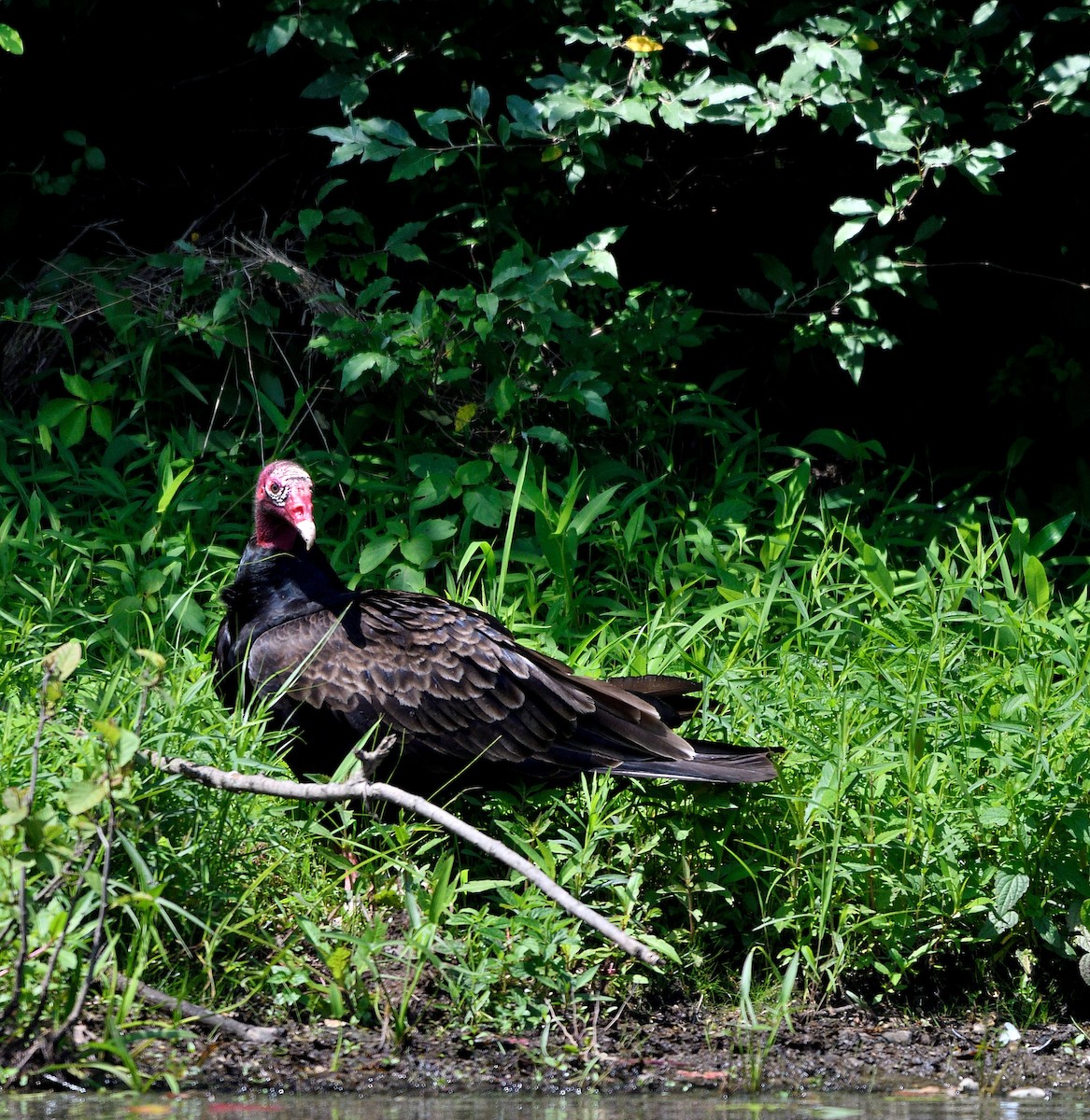 Turkey Vulture - ML620618318