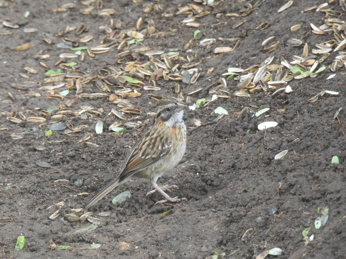 Rufous-collared Sparrow - ML620618319