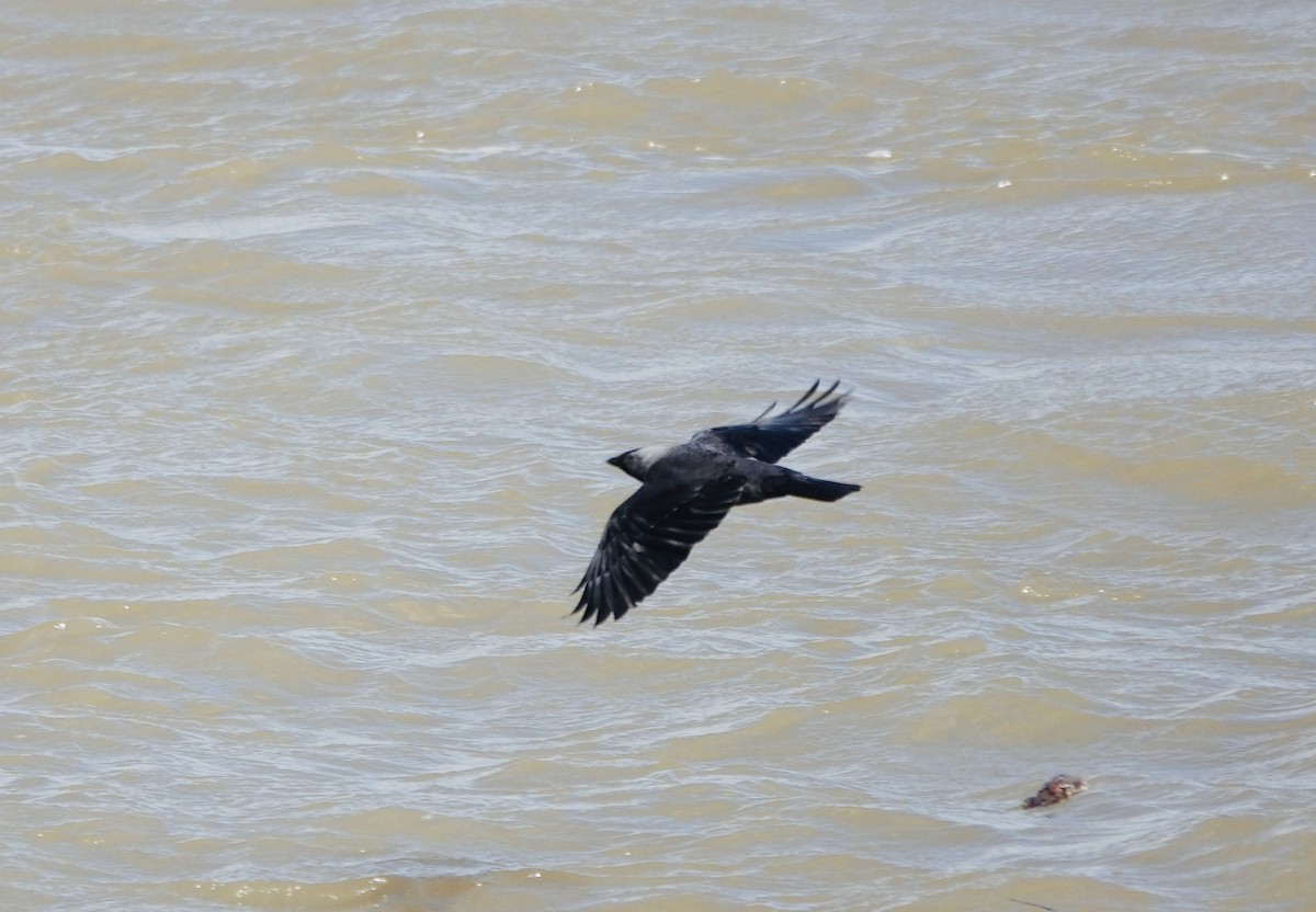 Eurasian Jackdaw - ML620618322