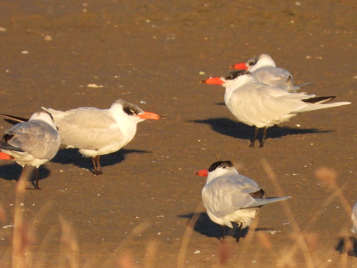 Caspian Tern - ML620618323