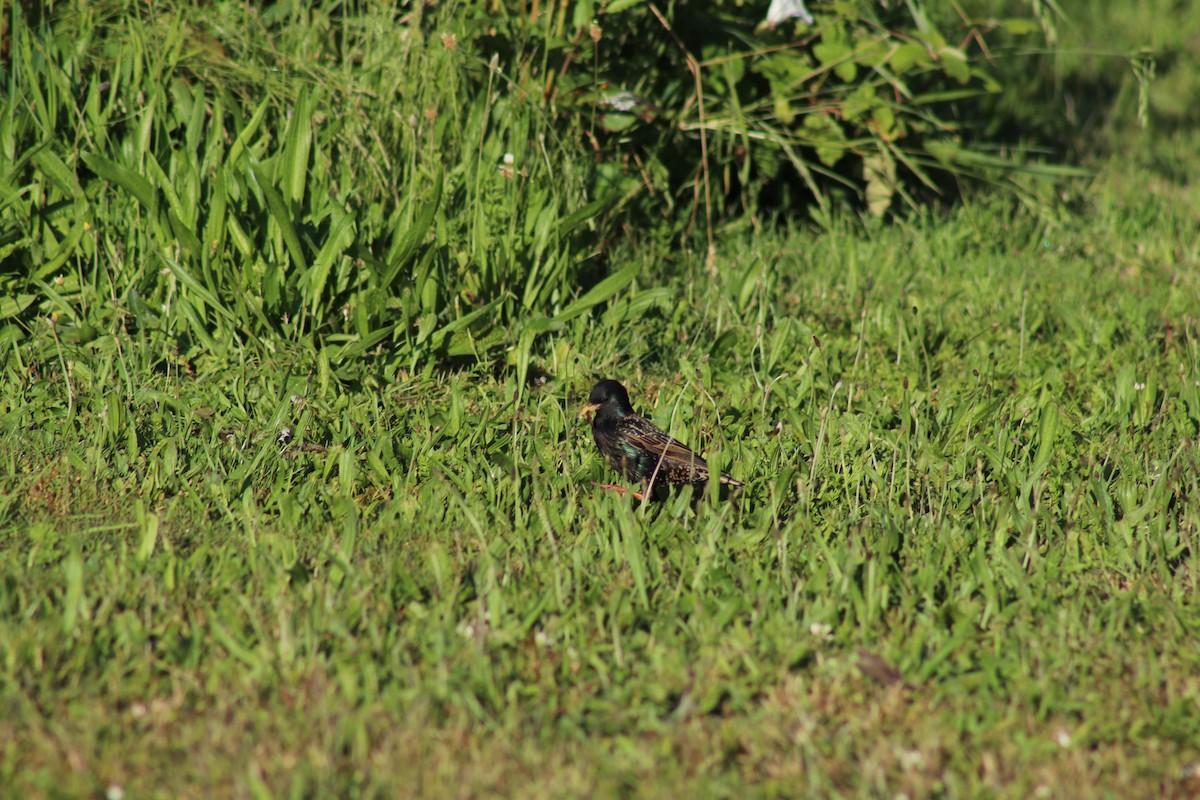 European Starling - ML620618325