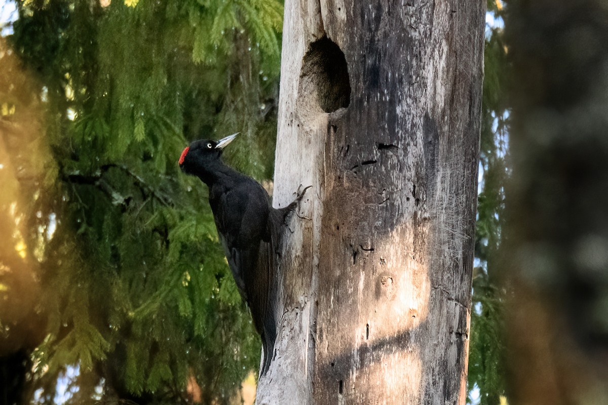 Black Woodpecker - ML620618328