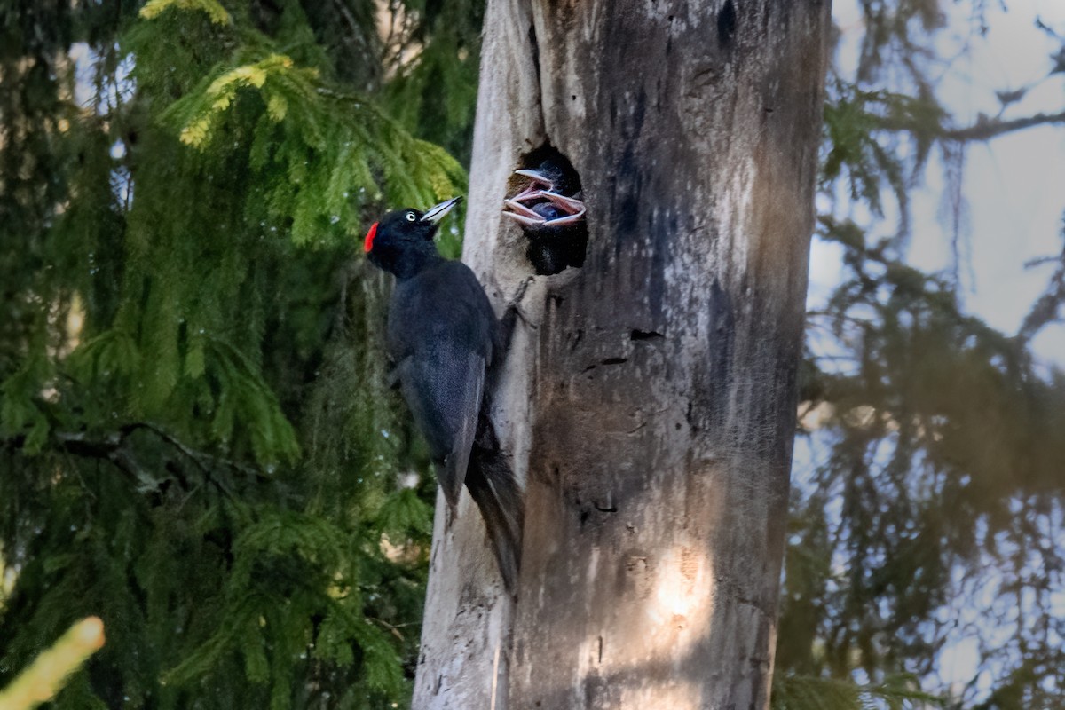 Black Woodpecker - ML620618329