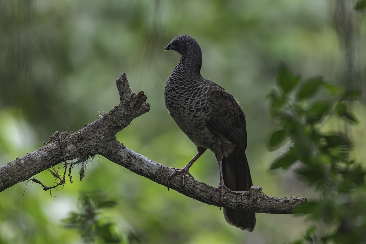 Colombian Chachalaca - ML620618331