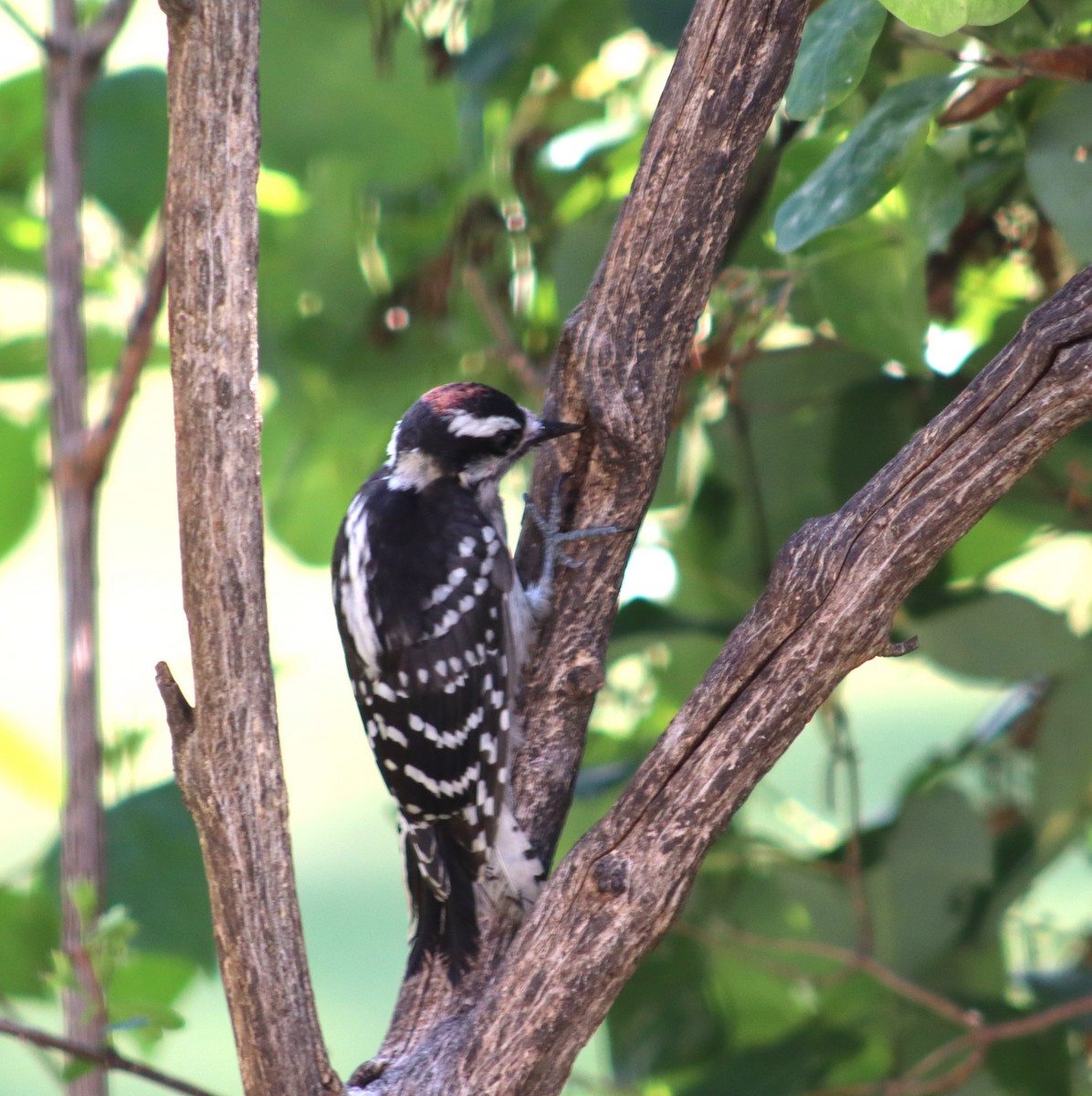 Downy Woodpecker - ML620618338