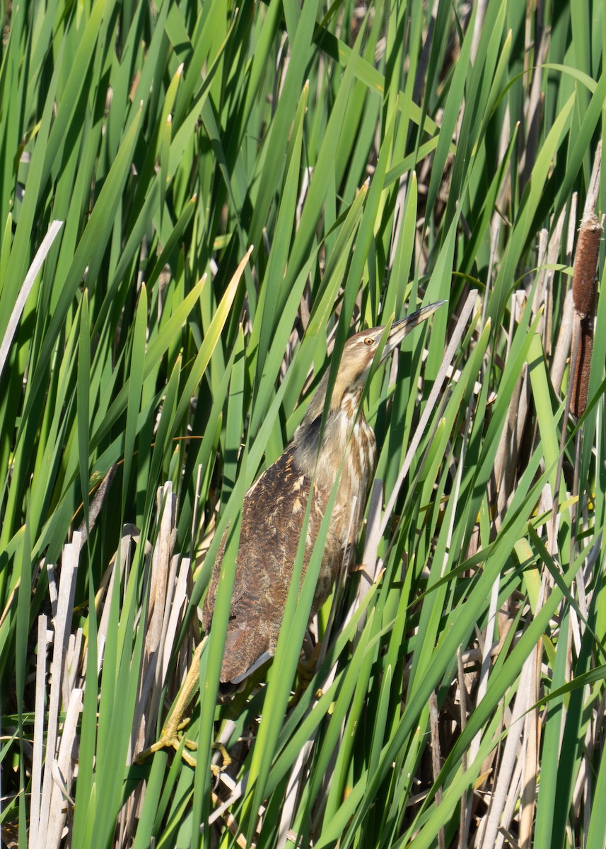 American Bittern - ML620618341