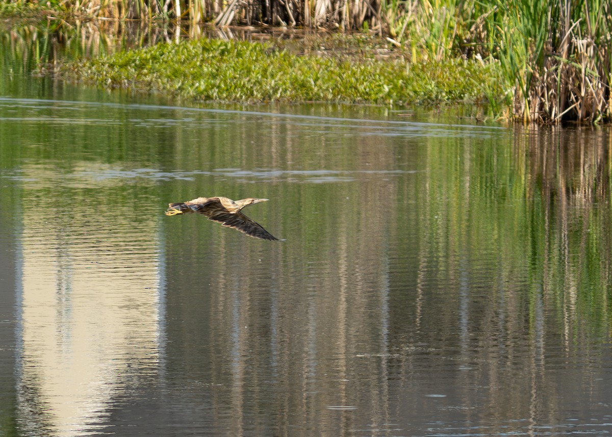 American Bittern - ML620618342