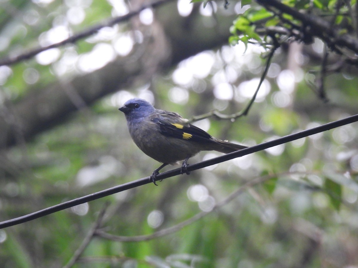 Yellow-winged Tanager - ML620618344