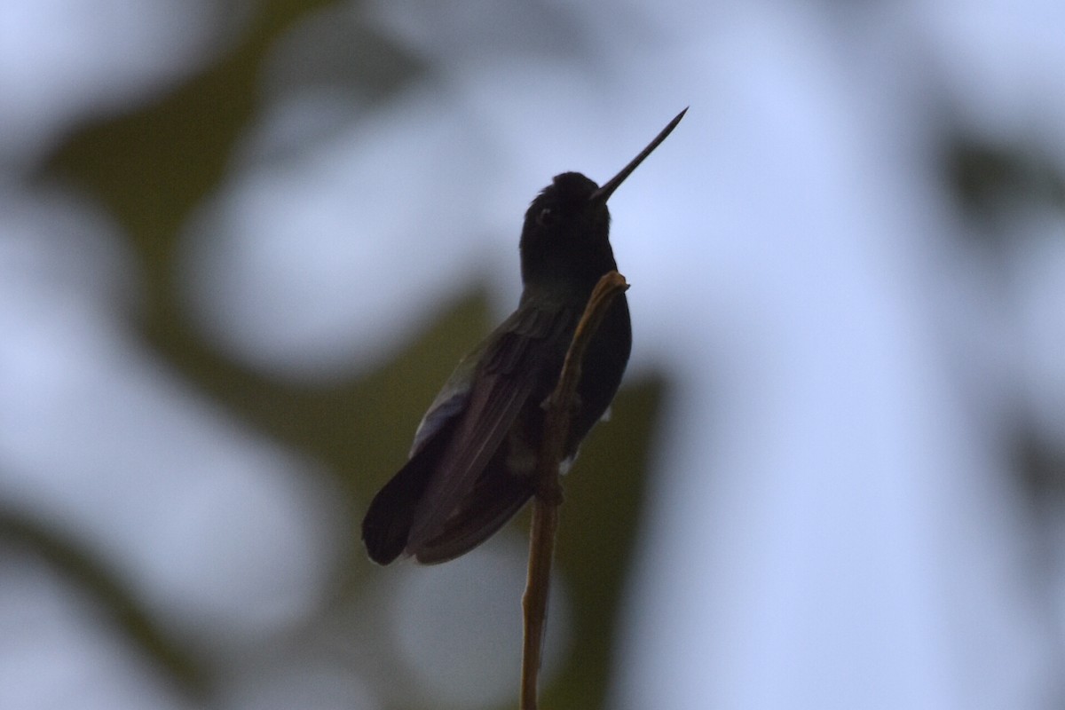 Blue-fronted Lancebill - Alejandro Arana