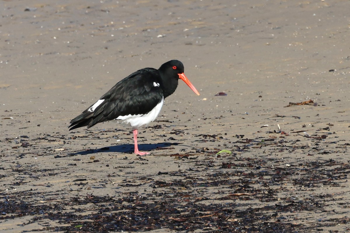 Pied Oystercatcher - ML620618350