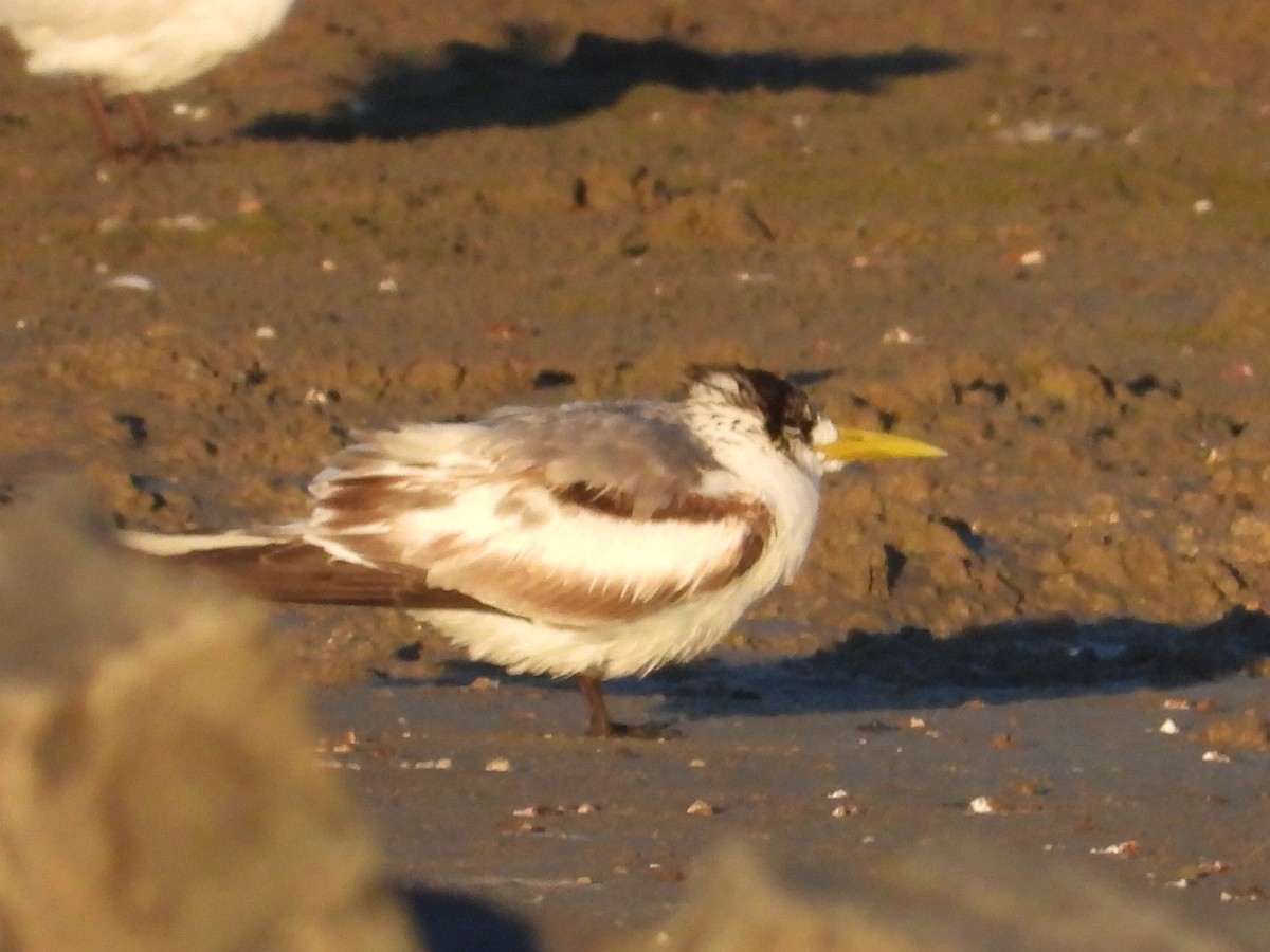 Great Crested Tern - ML620618351