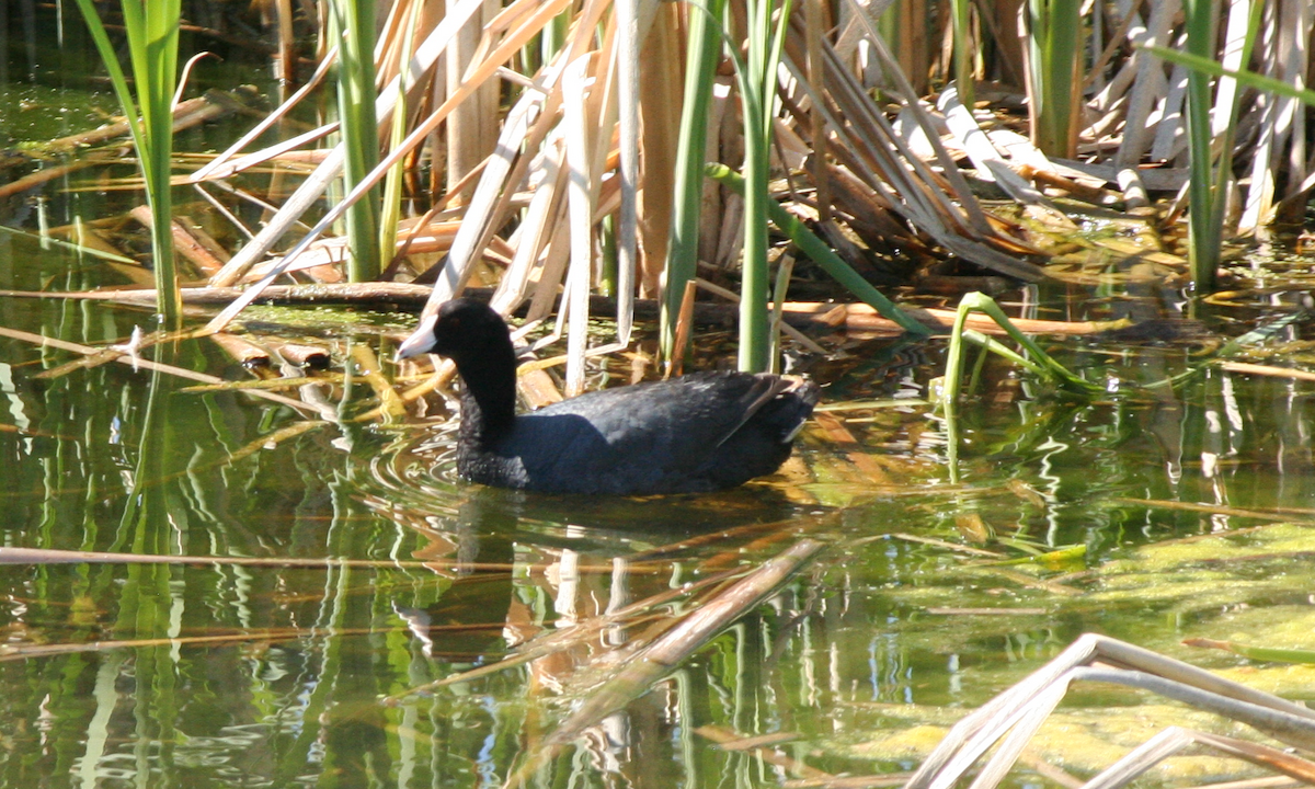 American Coot - ML620618352