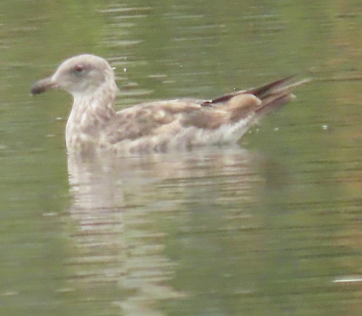 Western Gull - ML620618354