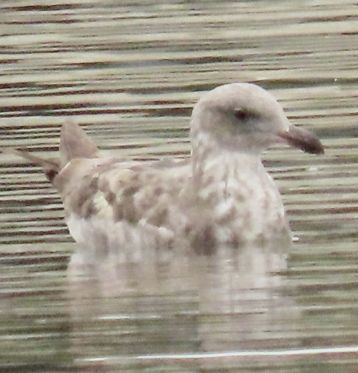 Western Gull - ML620618355