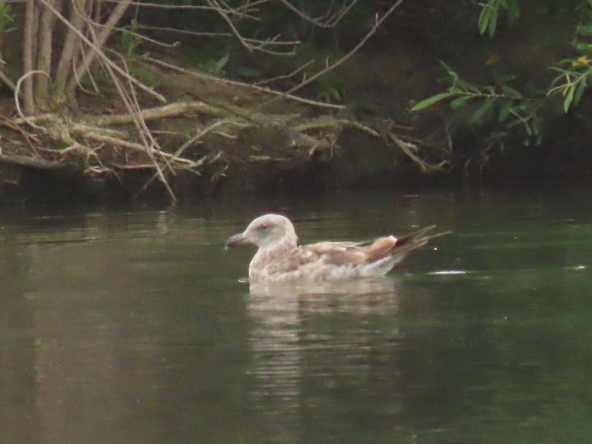 Western Gull - ML620618360