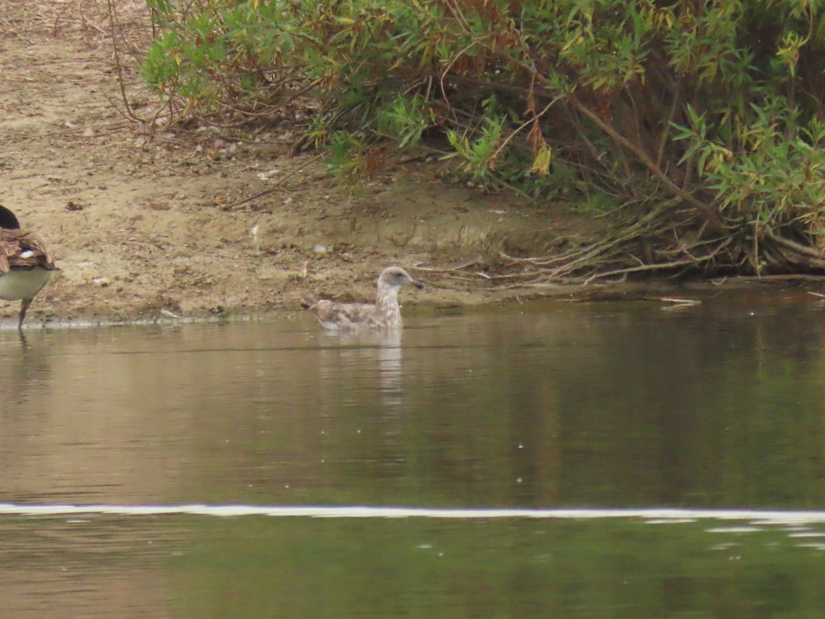 Western Gull - ML620618361