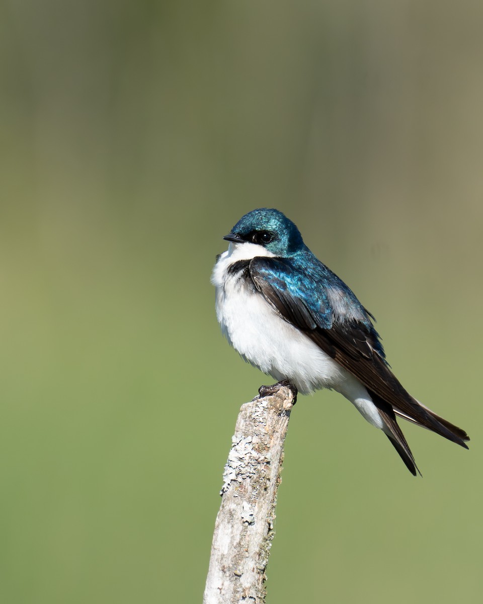 Golondrina Bicolor - ML620618363