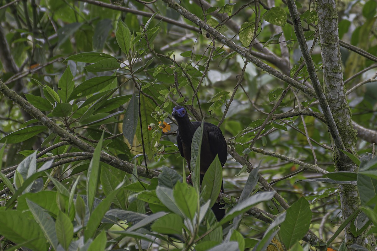 Sickle-winged Guan - George Roussey