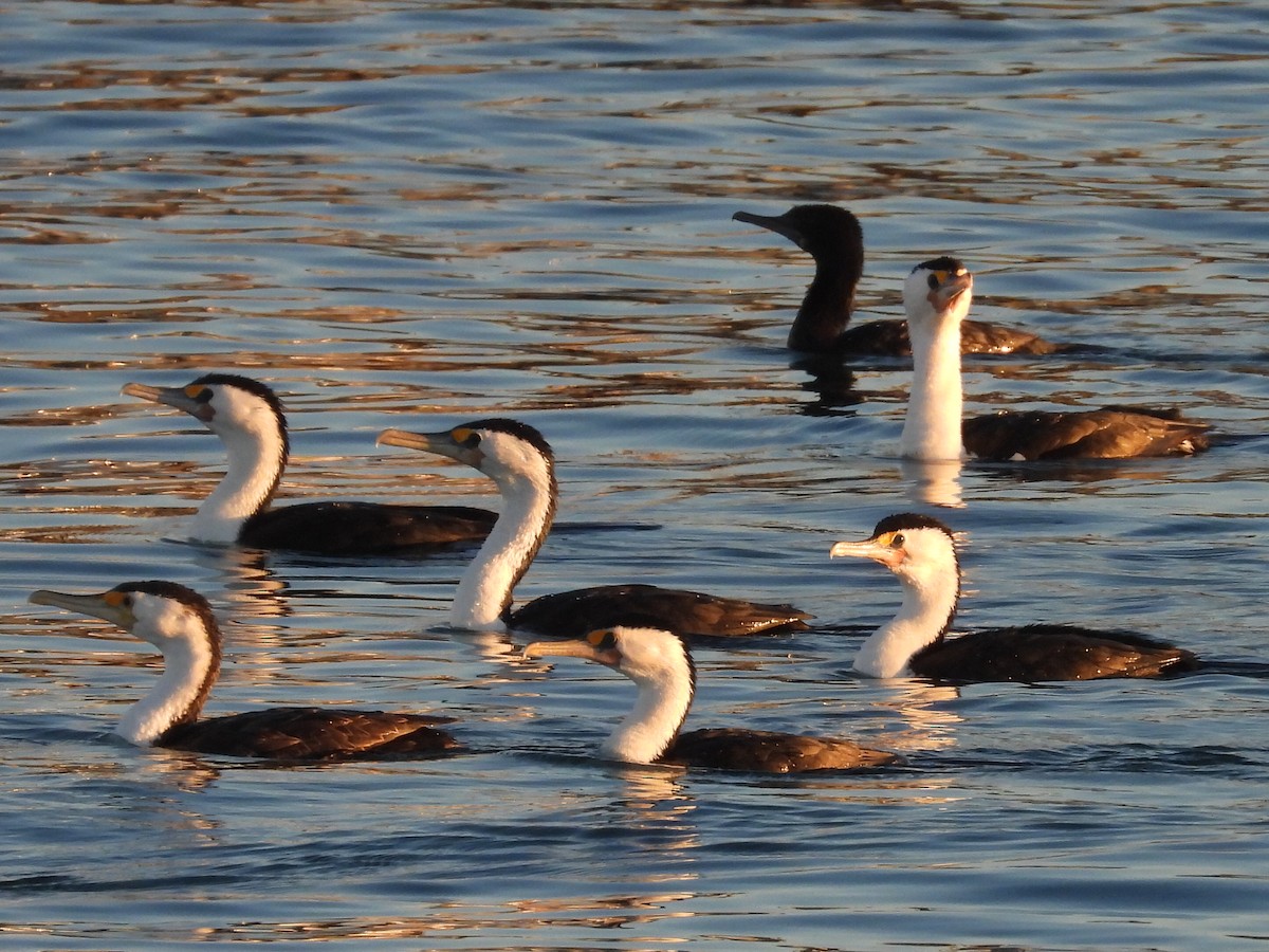 Cormorán Pío - ML620618365