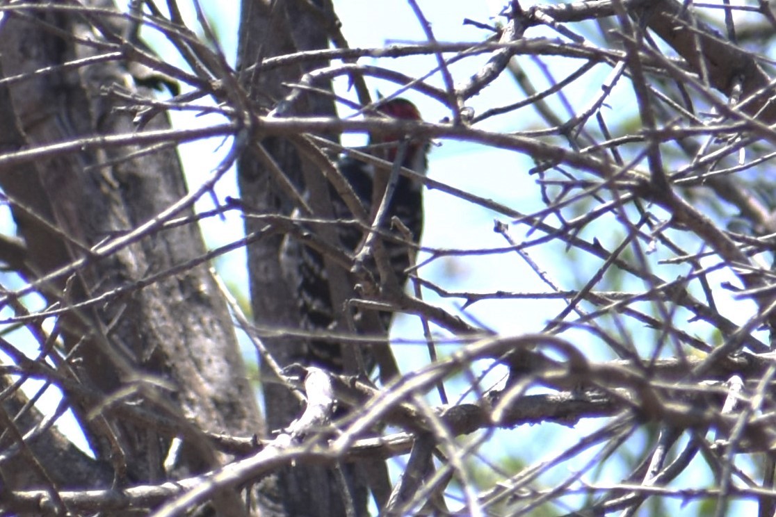 Nuttall's Woodpecker - ML620618367