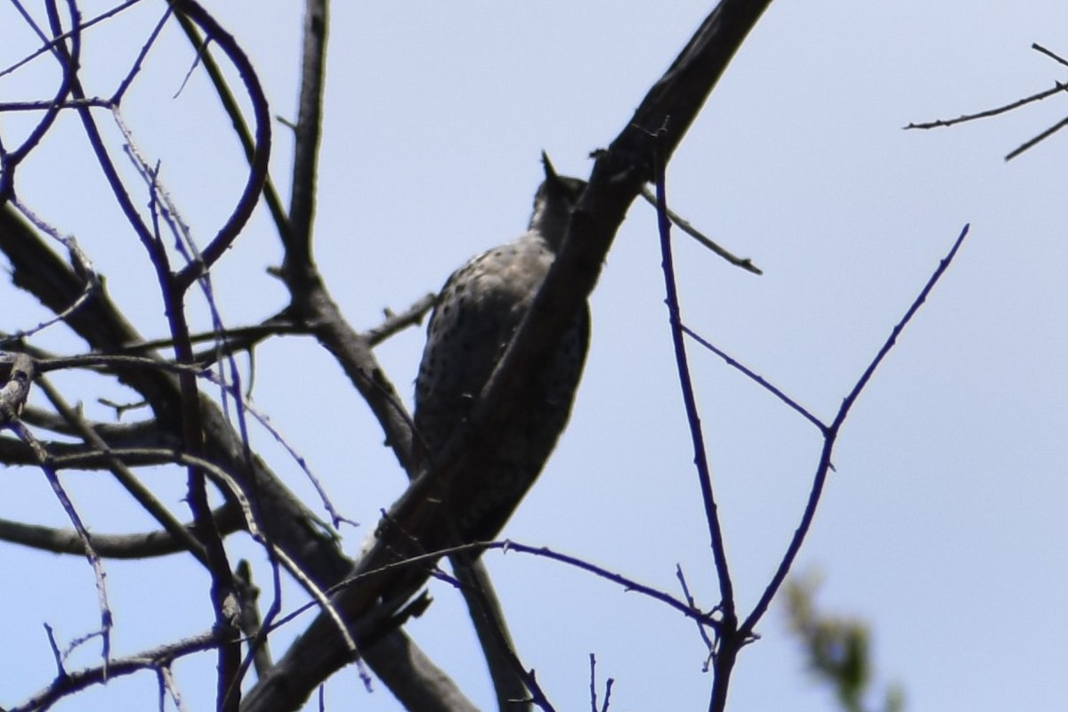 Nuttall's Woodpecker - ML620618368