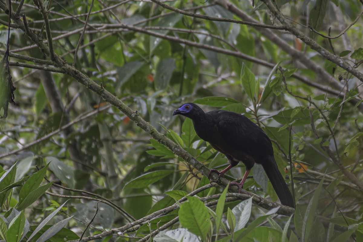 Sickle-winged Guan - ML620618369