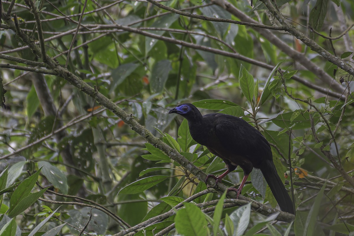 Sickle-winged Guan - ML620618371