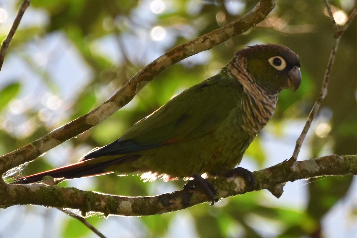 Maroon-tailed Parakeet - ML620618372