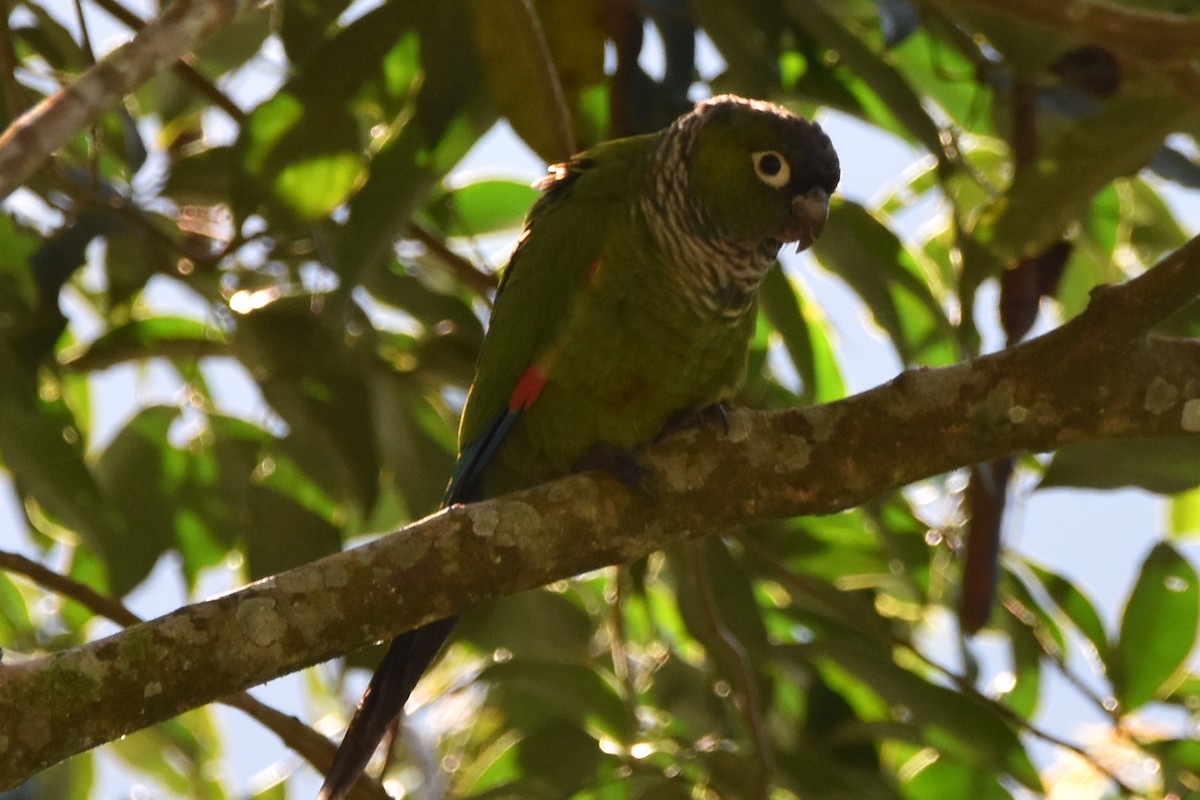 Maroon-tailed Parakeet - ML620618373