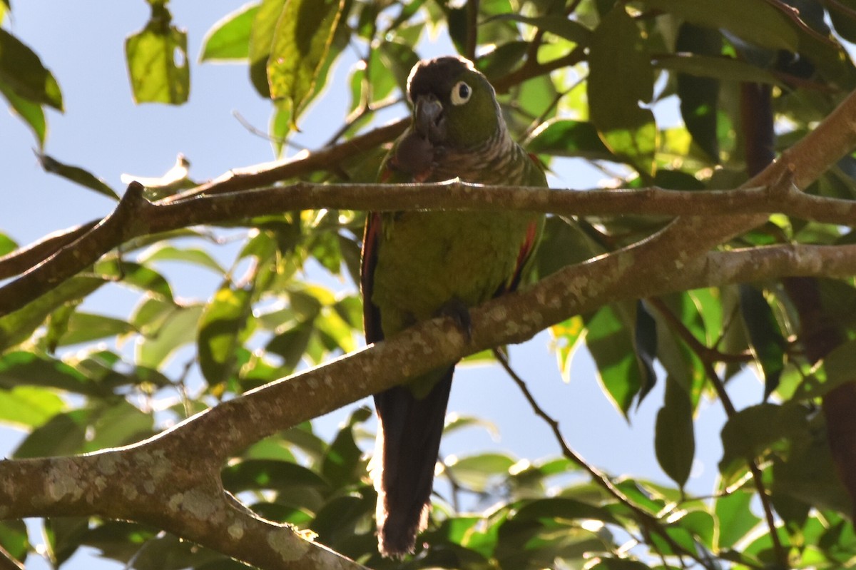 Conure de Souancé - ML620618374