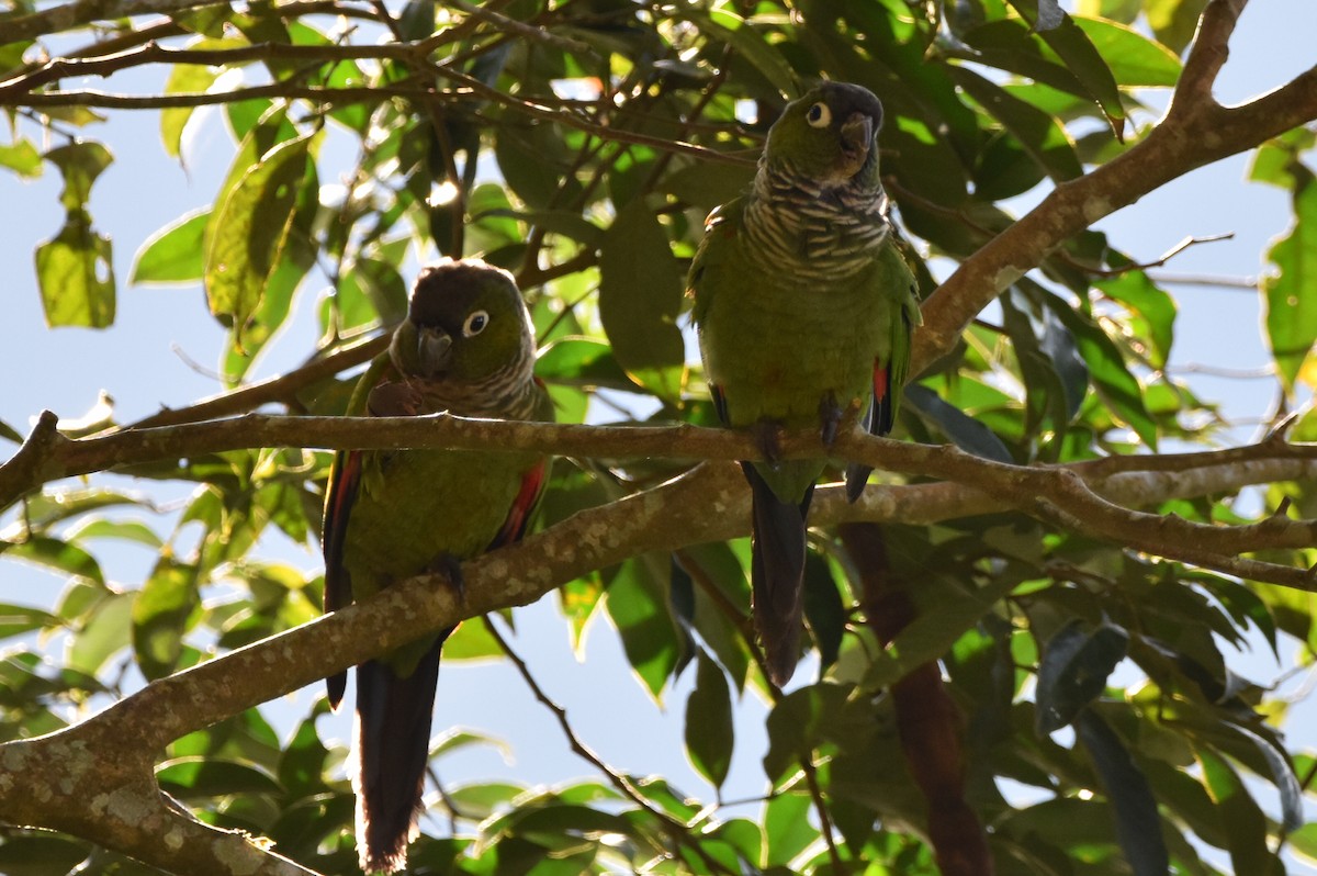 Maroon-tailed Parakeet - ML620618375