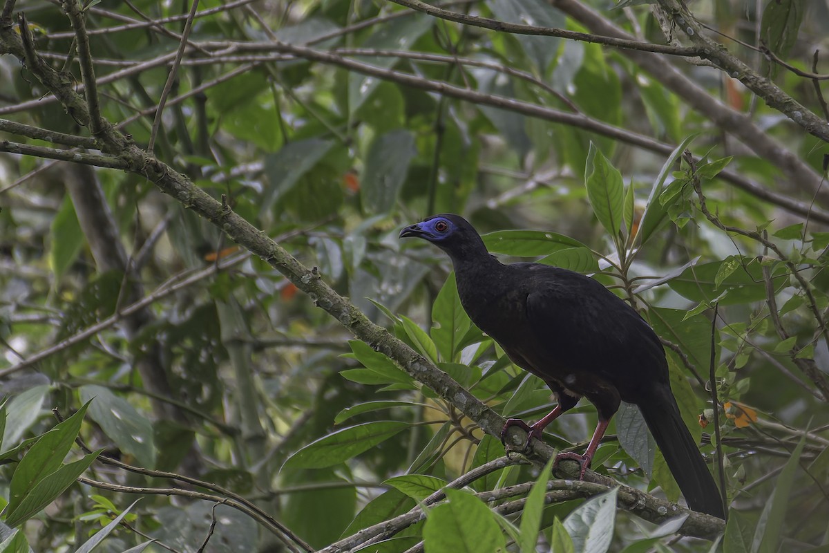 Sickle-winged Guan - ML620618376