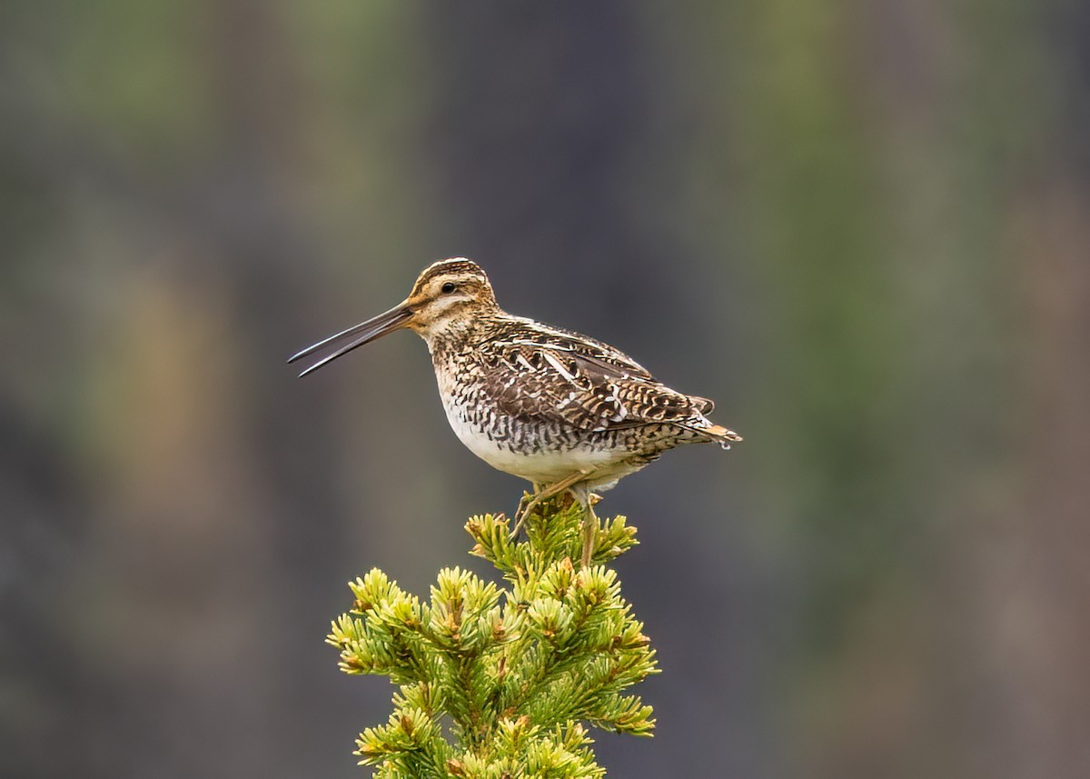 Wilson's Snipe - ML620618377