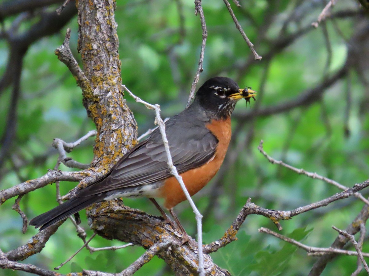 American Robin - ML620618378