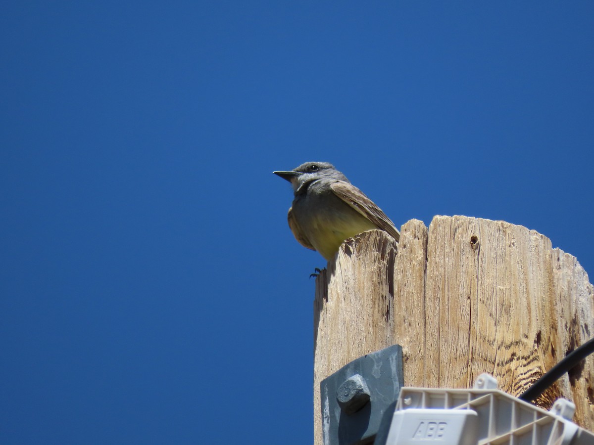 Cassin's Kingbird - ML620618379