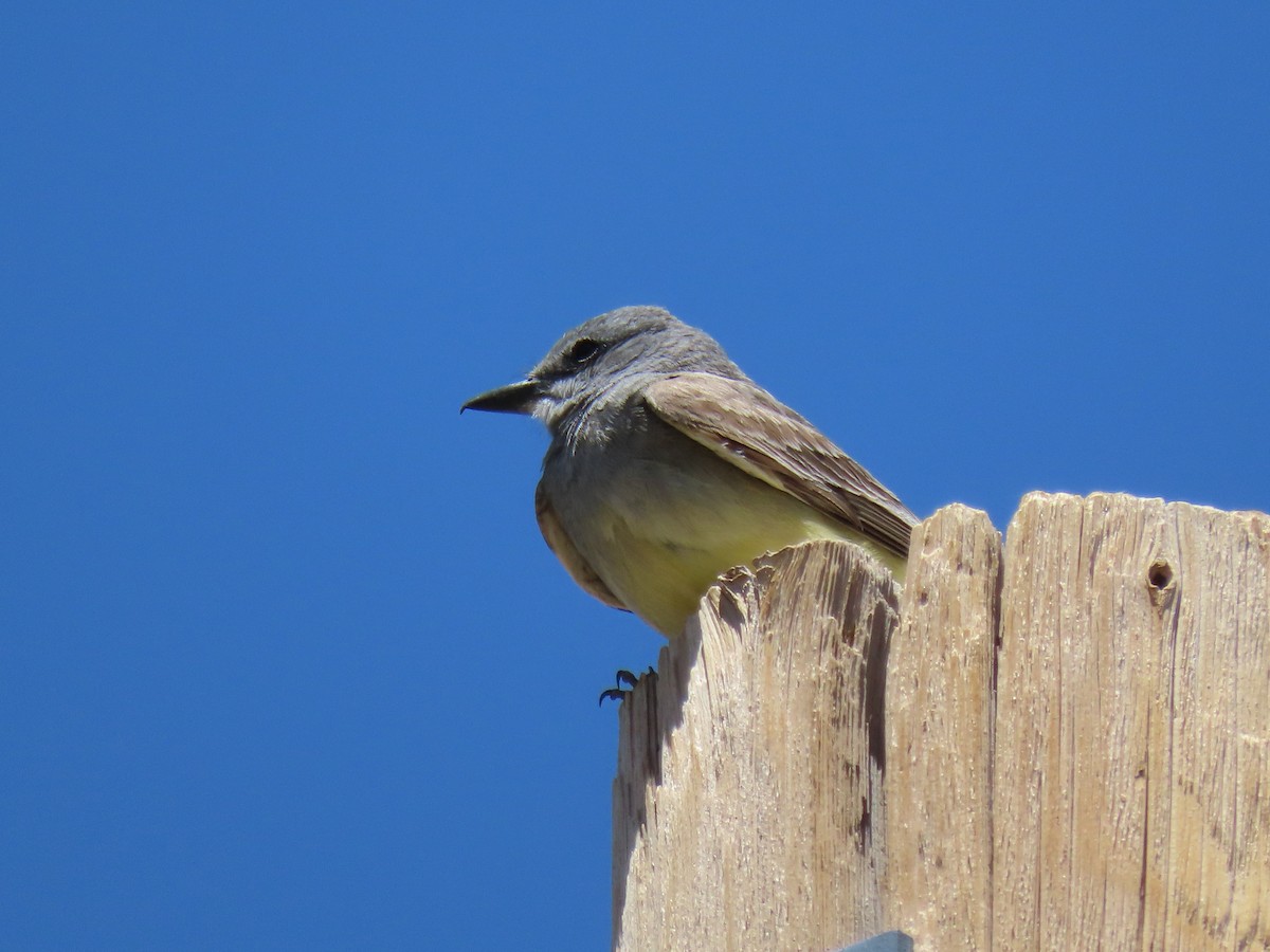 Cassin's Kingbird - ML620618380