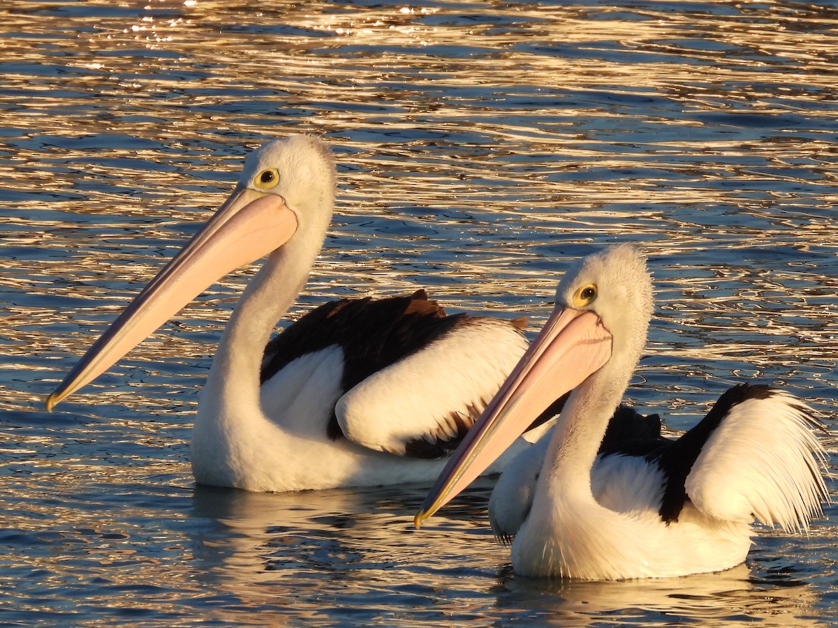 Australian Pelican - ML620618381