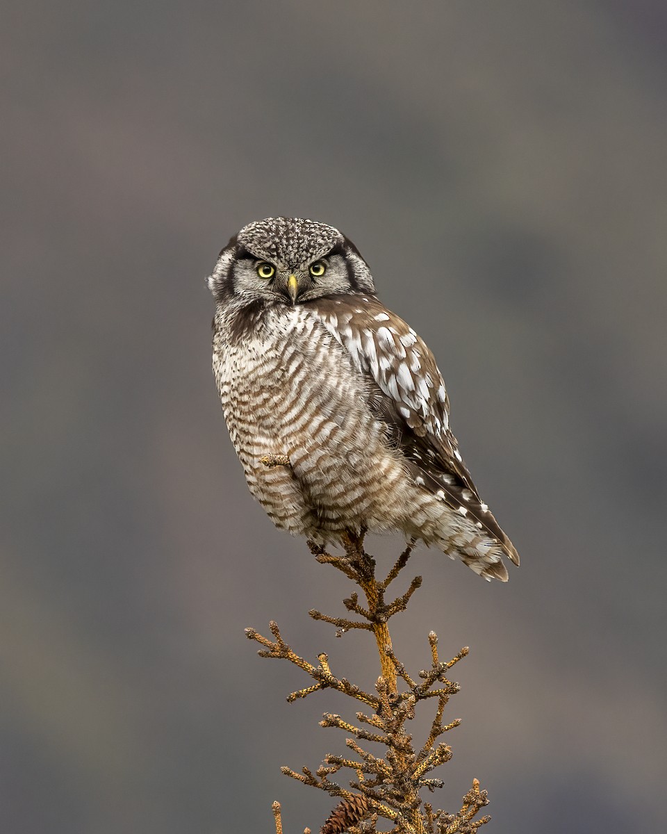 Northern Hawk Owl (American) - ML620618382