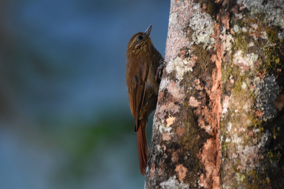 Wedge-billed Woodcreeper - ML620618383