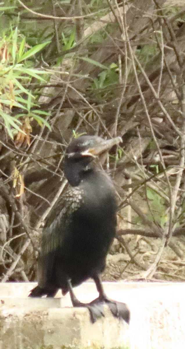 Cormorán Biguá - ML620618384