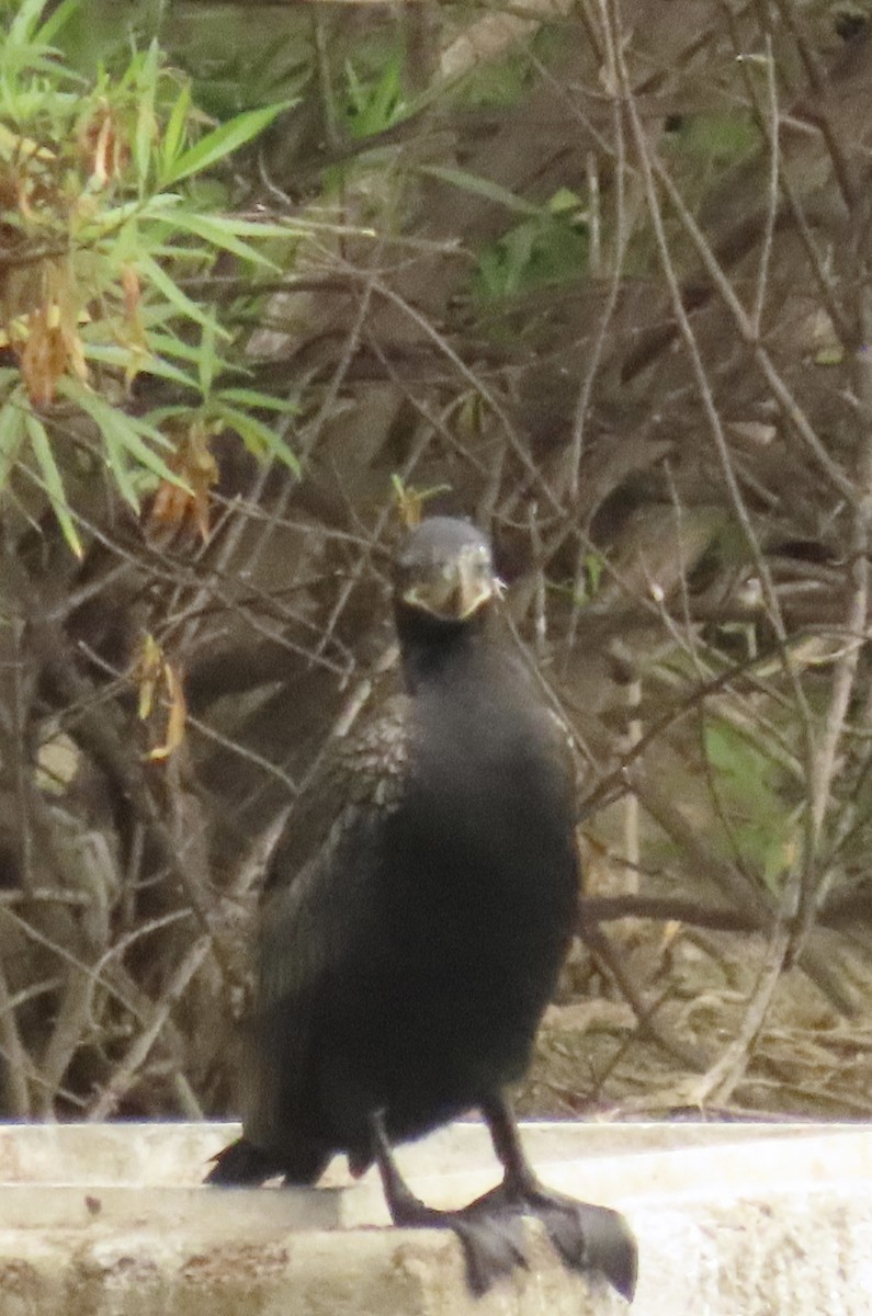 Cormorán Biguá - ML620618385