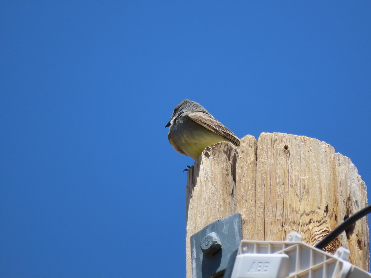 Cassin's Kingbird - ML620618387