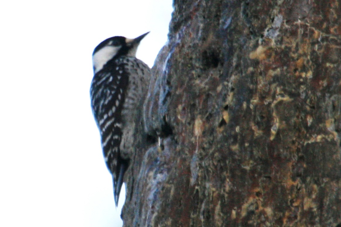 Red-cockaded Woodpecker - ML620618389